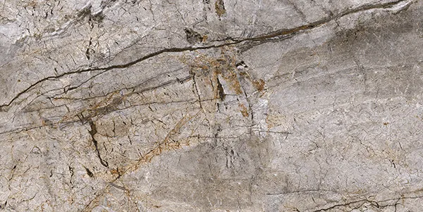 Rain Forest Natural Matt plytelė (60x120)